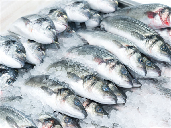 CBFI Fishery Ice Solutions: Revolutionizing Fish and Seafood Preservation with Flake Ice and Automated Raking Systems
