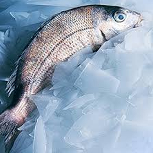 Efficient Temperature Control with CBFI Flake Ice Machines in Food Processing